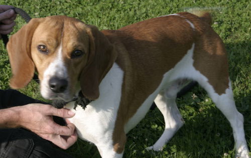 Copper-Adopted