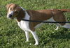 Copper-Adopted