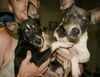 Mutt and Jeff - Adopted