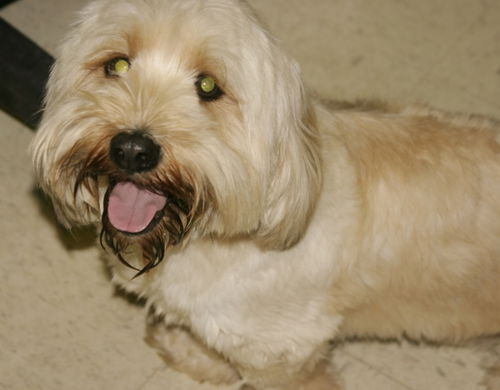 Cooper-Adopted