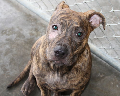 Cleo-Adopted