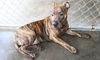 Cleo-Adopted