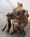 Cleo-Adopted