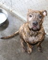 Cleo-Adopted