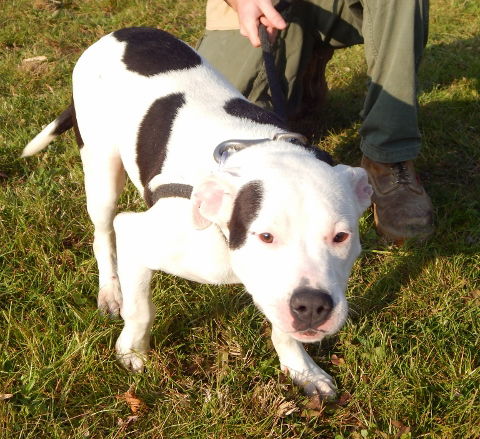Moo Moo-Adopted