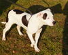 Moo Moo-Adopted