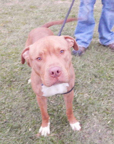 Cujo-Adopted