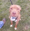 Cujo-Adopted