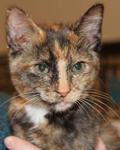 Chrissy-Adopted