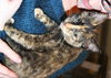 Chrissy-Adopted