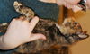 Chrissy-Adopted