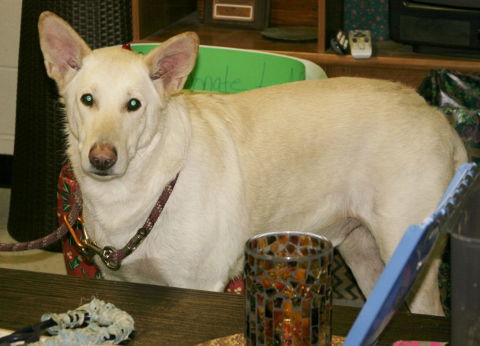 Cosmo-Adopted