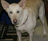 Cosmo-Adopted