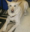 Cosmo-Adopted