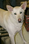 Cosmo-Adopted