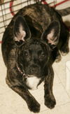 Cubbie-Adopted