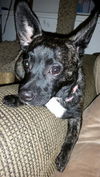 Cubbie-Adopted