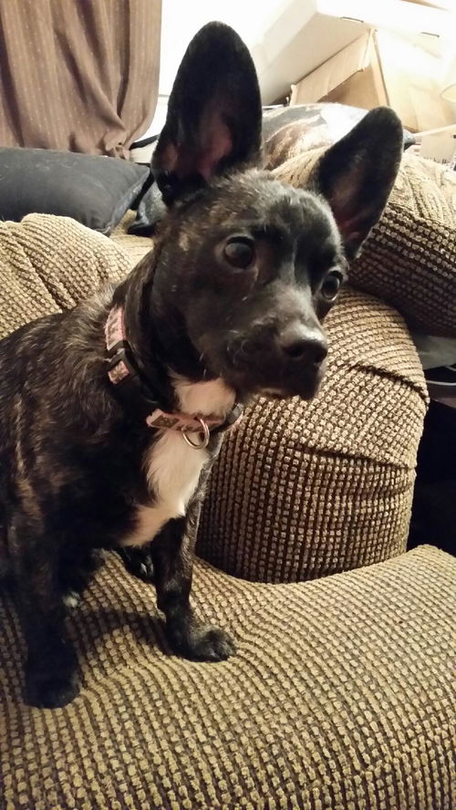 Cubbie-Adopted