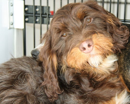 Coco-Adopted