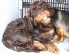 Coco-Adopted