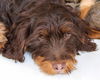 Coco-Adopted