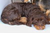 Coco-Adopted