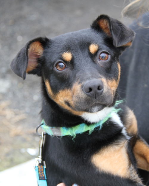 Cuddles-Adopted