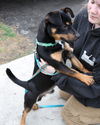 Cuddles-Adopted