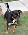 Cuddles-Adopted