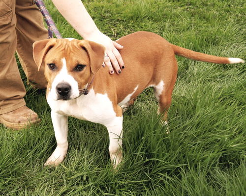 Cheyenne-Went to Rescue