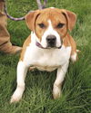 Cheyenne-Went to Rescue