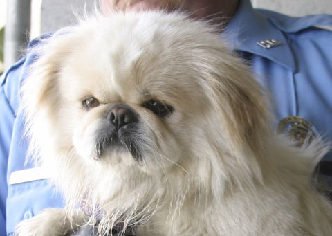 Chief-Adopted