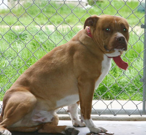 Montana-Adopted
