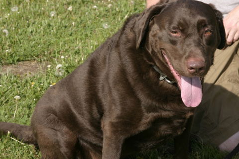 Cooper-Adopted