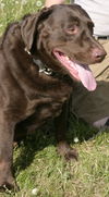 Cooper-Adopted