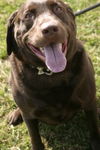 Cooper-Adopted