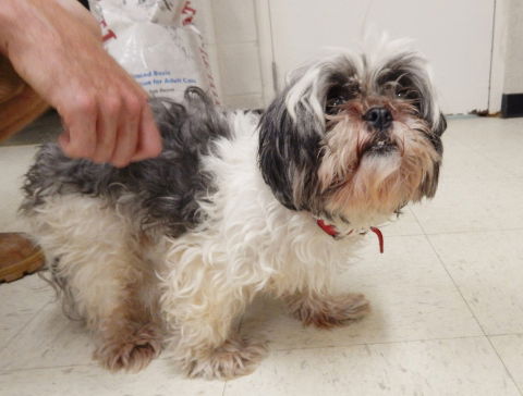 Cocoa-Adopted