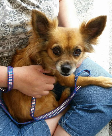 Chi Chi-Adopted