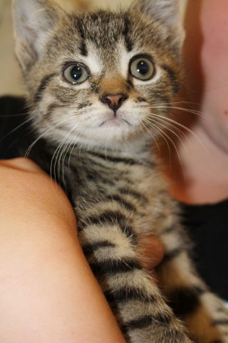 Moe-Adopted