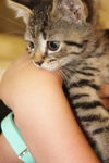 Moe-Adopted