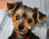 Moe-Adopted