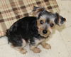 Moe-Adopted
