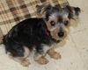 Moe-Adopted