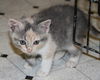 Attina-Adopted