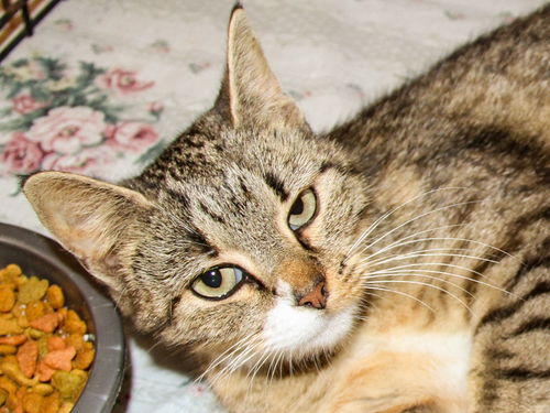 Muffin-Adopted