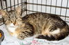 Muffin-Adopted