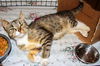 Muffin-Adopted