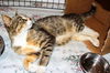 Muffin-Adopted