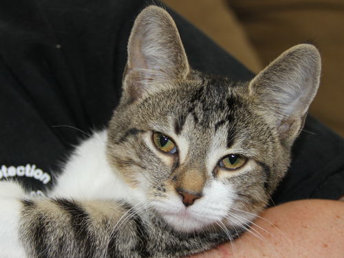 Murphy-Adopted