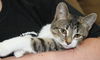 Murphy-Adopted